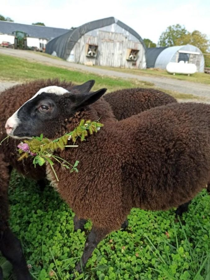 One of Melanie Flynns sheep!