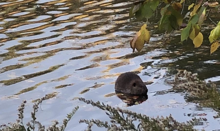 A beaver has recently taken up residence on Westtown Lake.